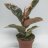 A Rubber tree variegata (about 35 cm)-thumbnail