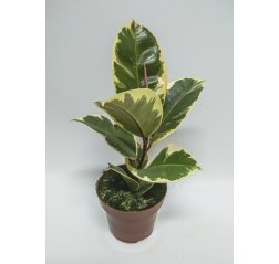 Kumipuu Variegata n. 35 cm-thumbnail