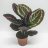 Isomaija (Calathea rosy little princess)-thumbnail