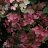 Early Sensation Syyshortensia (Hydrangea paniculata 'Early Sensation') 3 L-thumbnail