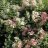 Early Sensation Syyshortensia (Hydrangea paniculata 'Early Sensation') 3 L-thumbnail