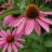 Kaunopunahattu - Echinacea purpurea-thumbnail