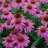 Kaunopunahattu - Echinacea purpurea 'Pow Wow'-thumbnail