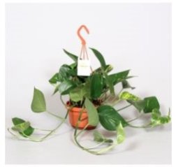 Dragon tail plant (Epipremnum aureum) in ampel-thumbnail