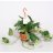 Kultaköynnös (Epipremnum aureum) amppelissa-thumbnail