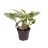 Kultaköynnös (Epipremnum aureum white panther) ruukussa-thumbnail