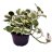 Dragon tail plant (Epipremnum aureum n'joy)-thumbnail