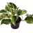 Kultaköynnös (Epipremnum pinn. Marble Queen) ruukussa 12 cm-thumbnail