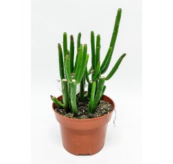 Euphorbia cedorum p 13 'Rare novelty'-thumbnail