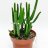 Euphorbia cedorum p 13 'Rare novelty'-thumbnail