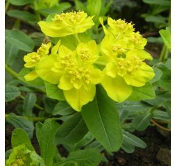 Kultatyräkki - Euphorbia polychroma-thumbnail