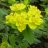 Kultatyräkki - Euphorbia polychroma-thumbnail