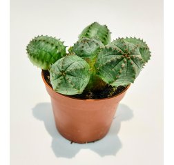 Euphorbia suzannae p 6 'Harvinanen uutuus'-thumbnail