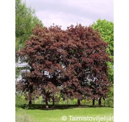 Hurmevaahtera (Acer platanoides ’Faassen’s Black’) 250 - 300 cm-thumbnail