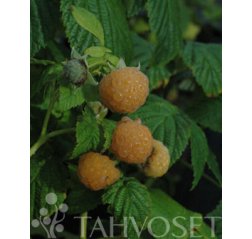 Fallgold Keltainen Vadelma (Rubus idaeus 'Fallgold') 2 L-thumbnail