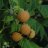 Fallgold Keltainen Vadelma (Rubus idaeus 'Fallgold') 2 L-thumbnail