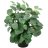 Mosaic plant (Fittonia verschaffeltii) p 12-thumbnail