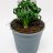 Albuca spiralis 'Frizzle Sizzle'-thumbnail