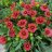 Loistosädekukka - Gaillardia arizona 'Red Shades'-thumbnail