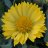 Loistosädekukka - Gaillardia grandiflora 'Mesa Yellow'-thumbnail