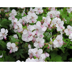 Peittokurjenpolvi - Geranium cantabrigiense ‘Biokovo’-thumbnail