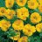 Punakellukka, keltainen - Geum chiloense ‘Lady Stratheden’-thumbnail