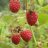 Glen Ample Vadelma (Rubus idaeus 'Glen Ample')-thumbnail