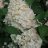 Grandiflora Syyshortensia 'rungollinen' (Hydrangea paniculata 'Grandiflora')-thumbnail