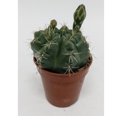 Gymnocalycium baldianum p.5.5-thumbnail