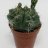 Gymnocalycium baldianum p.5.5-thumbnail