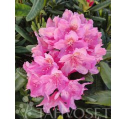 Haaga Alppiruusu (Rhododendron 'Haaga') 4 L-thumbnail