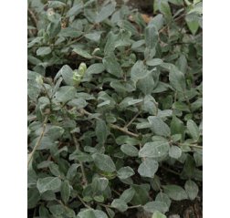 Salix glauca var callicarpaea 'Haltia' 2 L-thumbnail