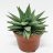 Haworthia Spider white p 12-thumbnail