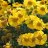 Syyshohdekukka – Helenium autumnale 'Kanaria'-thumbnail
