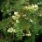 Pihlaja (Helmipihlaja) Sorbus koehneana-thumbnail