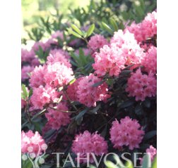 Helsingin Yliopisto Alppiruusu (Rhododendron 'Helsingin Yliopisto') 4 L-thumbnail