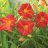 Tarhapäivänlilja - Hemerocallis 'Red Rum'-thumbnail