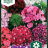 Dianthus barbatus 'Herald of Spring'-thumbnail