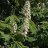 Hevoskastanja (Aesculus hippocastanum)-thumbnail
