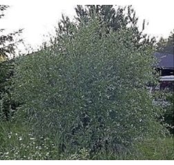Hopeasalava (Hopeapaju) Salix alba var. sericea ’Sibirica’-thumbnail