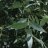 Salix alba var. sericea 'Sibirica' 3 L-thumbnail