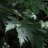 Hopeavaahtera (Acer saccharinum)-thumbnail