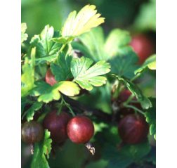 Houghton Vuoristokarviainen (Ribes uva-crispa 'Houghton') 3 L-thumbnail