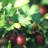 Houghton Vuoristokarviainen (Ribes uva-crispa 'Houghton') 3 L-thumbnail