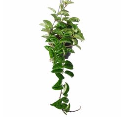 Posliinikukka Krinkle 8 (Hoya carnosa)-thumbnail