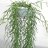 Himalajanposliinikukka (Hoya linearis)-thumbnail