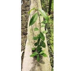 Neidonposliinikukka (Hoya wallichii)-thumbnail