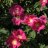 Iitin Tiltu Ranskanruusu FinE (Rosa 'Iitin Tiltu') 3 L-thumbnail