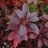 Illusia Puistoatsalea FinE (Rhododendron 'Illusia')-thumbnail