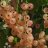 Aili Vaaleanpunainen Herukka (Ribes rubrum 'Aili') 3 L-thumbnail
